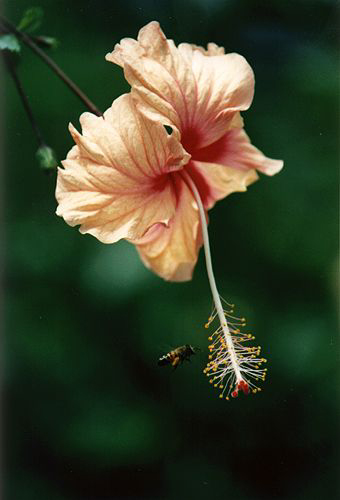 Blume